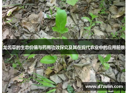 龙齿草的生态价值与药用功效探究及其在现代农业中的应用前景